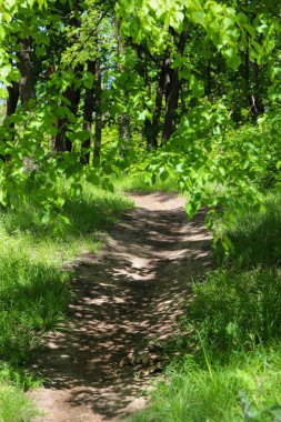 Uzun yeşil ağaçlar ve yemyeşil çalılıklarla kaplı boş orman patikası. Huzurlu sahne, dinginliği, yalnızlığı ve doğayla olan bağlantıyı meditasyon, terapi veya çevre kampanyaları için yararlı kılar.. 
