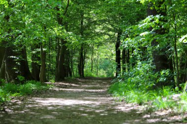 İlkbaharda ya da yaz başında yemyeşil ağaçlarla çevrili manzaralı orman patikaları. Güneş ışığı yoğun gölgeliklerden süzülerek sakin ve davetkar bir doğal atmosfer yaratır. Refah, açık hava eğlencesi, seyahat, orman için ideal doğa geçmişi.