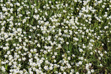 Güneşli bir çayırda açan yoğun beyaz kır çiçekleri kümesi. İlkbaharı, yenilenmeyi, doğanın güzelliğini ve kırsal huzuru sembolize eden doğal bir çiçek arka planı. Mevsimlik tasarımlar, çevre dostu markalar, çiçek desenleri ya da...