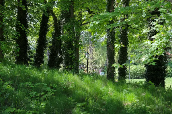 Uzun yeşil ağaçlar ve yemyeşil çalılıklarla kaplı boş orman patikası. Huzurlu sahne, dinginliği, yalnızlığı ve doğayla olan bağlantıyı meditasyon, terapi veya çevre kampanyaları için yararlı kılar.. 