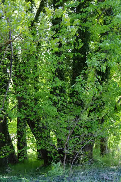 Yumuşak güneş ışığıyla aydınlatılmış, yeşil yaprak döken bir ormandan geçen huzurlu bir yürüyüş yolu. Çevre turizmi, farkındalık, doğa yürüyüşleri veya sağlıklı yaşam tarzı temaları için ideal.
