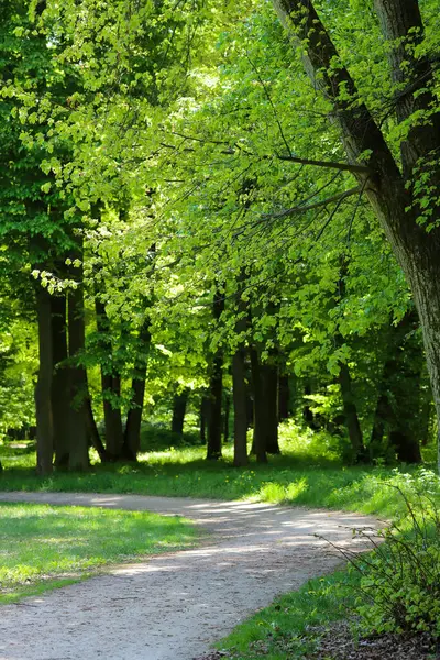 İlkbaharda ya da yaz başında yemyeşil ağaçlarla çevrili manzaralı orman patikaları. Güneş ışığı yoğun gölgeliklerden süzülerek sakin ve davetkar bir doğal atmosfer yaratır. Refah, açık hava eğlencesi, seyahat, orman için ideal doğa geçmişi.