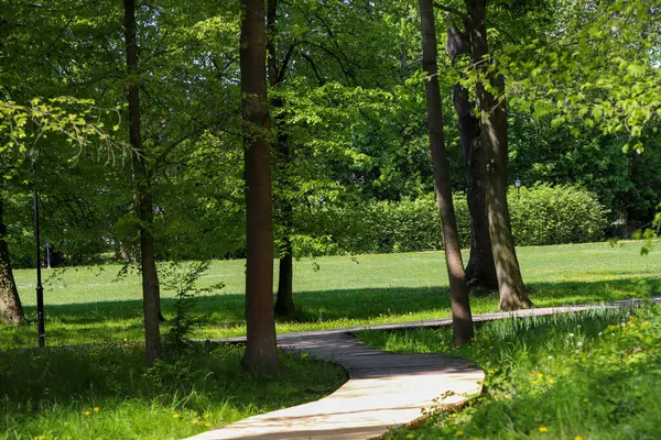 Uzun yeşil ağaçlar ve yemyeşil çalılıklarla kaplı boş orman patikası. Huzurlu sahne, dinginliği, yalnızlığı ve doğayla olan bağlantıyı meditasyon, terapi veya çevre kampanyaları için yararlı kılar.. 