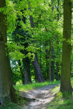 Gölgeli orman patikası uzaktaki bir su damlasına açılıyor. Orman ve su arasındaki huzurlu geçişi yakalar. Seyahat, doğa kaçışı ve kamp teması için birebirdir..