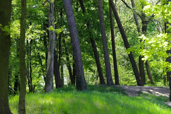 Gölgeli orman patikası uzaktaki bir su damlasına açılıyor. Orman ve su arasındaki huzurlu geçişi yakalar. Seyahat, doğa kaçışı ve kamp teması için birebirdir..