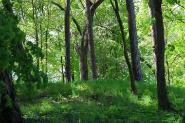 Gölgeli orman patikası uzaktaki bir su damlasına açılıyor. Orman ve su arasındaki huzurlu geçişi yakalar. Seyahat, doğa kaçışı ve kamp teması için birebirdir..
