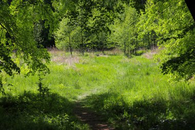 Yumuşak güneş ışığıyla aydınlatılmış, yeşil yaprak döken bir ormandan geçen huzurlu bir yürüyüş yolu. Çevre turizmi, farkındalık, doğa yürüyüşleri veya sağlıklı yaşam tarzı temaları için ideal.