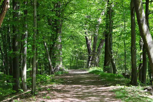 İlkbaharda ya da yaz başında yemyeşil ağaçlarla çevrili manzaralı orman patikaları. Güneş ışığı yoğun gölgeliklerden süzülerek sakin ve davetkar bir doğal atmosfer yaratır. Refah, açık hava eğlencesi, seyahat, orman için ideal doğa geçmişi.