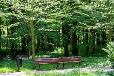 İlkbaharda ya da yaz başında yemyeşil ağaçlarla çevrili manzaralı orman patikaları. Güneş ışığı yoğun gölgeliklerden süzülerek sakin ve davetkar bir doğal atmosfer yaratır. Refah, açık hava eğlencesi, seyahat, orman için ideal doğa geçmişi.