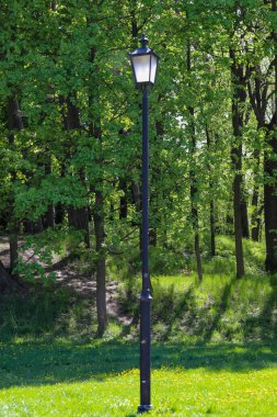 Gölgeli orman patikası uzaktaki bir su damlasına açılıyor. Orman ve su arasındaki huzurlu geçişi yakalar. Seyahat, doğa kaçışı ve kamp teması için birebirdir..