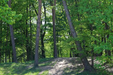 Gölgeli orman patikası uzaktaki bir su damlasına açılıyor. Orman ve su arasındaki huzurlu geçişi yakalar. Seyahat, doğa kaçışı ve kamp teması için birebirdir..