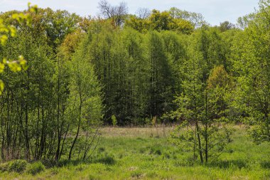 Uzun yeşil ağaçlar ve yemyeşil çalılıklarla kaplı boş orman patikası. Huzurlu sahne, dinginliği, yalnızlığı ve doğayla olan bağlantıyı meditasyon, terapi veya çevre kampanyaları için yararlı kılar.. 