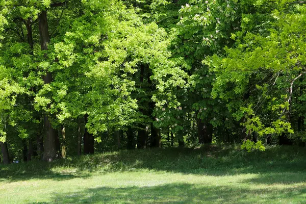 Uzun yeşil ağaçlar ve yemyeşil çalılıklarla kaplı boş orman patikası. Huzurlu sahne, dinginliği, yalnızlığı ve doğayla olan bağlantıyı meditasyon, terapi veya çevre kampanyaları için yararlı kılar.. 