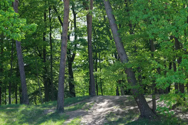 Gölgeli orman patikası uzaktaki bir su damlasına açılıyor. Orman ve su arasındaki huzurlu geçişi yakalar. Seyahat, doğa kaçışı ve kamp teması için birebirdir..