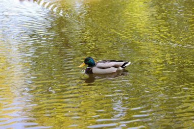 Bir grup vahşi ördek doğal yeşilliklerle çevrili sakin bir orman göletinde huzur içinde yüzüyor. Çevre dostu temalar, vahşi yaşam kavramları, mevsimlik kampanyalar veya biyolojik çeşitlilik ve sulak alanlar hakkında editoryal kullanım için ideal sakin doğa sahnesi.