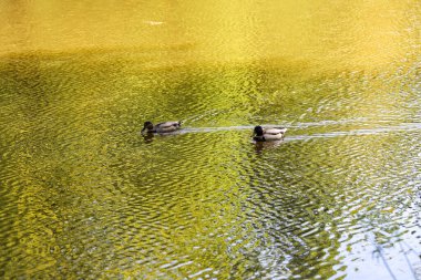 Bir grup vahşi ördek doğal yeşilliklerle çevrili sakin bir orman göletinde huzur içinde yüzüyor. Çevre dostu temalar, vahşi yaşam kavramları, mevsimlik kampanyalar veya biyolojik çeşitlilik ve sulak alanlar hakkında editoryal kullanım için ideal sakin doğa sahnesi.