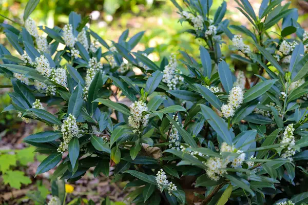 Baharda güneşli bir şehir parkında açan narin beyaz çiçekler. Şehir yeşilliğinin ve mevsimlik bitkilerin sergilendiği huzurlu ve doğal bir manzara. Yayımsal içerik, bahar temalı tasarımlar, sağlık blogları, eko kavramları ve doğa için mükemmel