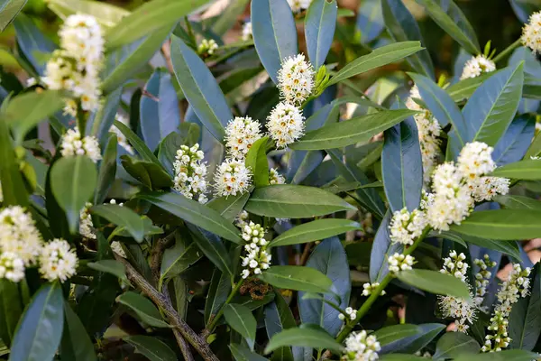 Baharda güneşli bir şehir parkında açan narin beyaz çiçekler. Şehir yeşilliğinin ve mevsimlik bitkilerin sergilendiği huzurlu ve doğal bir manzara. Yayımsal içerik, bahar temalı tasarımlar, sağlık blogları, eko kavramları ve doğa için mükemmel