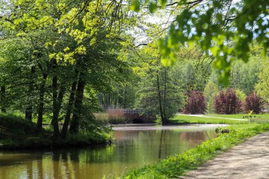 Orman Gölü 'nün yanındaki bahar sükuneti. Bereketli yeşil ağaçlar ve sudaki yumuşak yansımalarla çevrili sakin bir orman gölü içeren yüksek kaliteli bir bahar manzarası. Doğa, sükunet, eko turizm ve mevsimsel değişim konuları için ideal