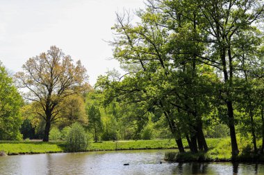 Orman Gölü 'nün yanındaki bahar sükuneti. Bereketli yeşil ağaçlar ve sudaki yumuşak yansımalarla çevrili sakin bir orman gölü içeren yüksek kaliteli bir bahar manzarası. Doğa, sükunet, eko turizm ve mevsimsel değişim konuları için ideal