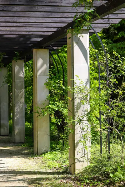 Bahar Işığı Bahçesi Mimarisi ve Doğa Uyumu 'ndaki Pergola. Yeşillik bir bahçede yeşil sarmaşıklarla sarmalanmış taştan sütunları olan yüksek kaliteli bir fotoğraf. Doğa ve mimari arasındaki uyumu gösteren barışçıl bir açık hava sahnesi.. 