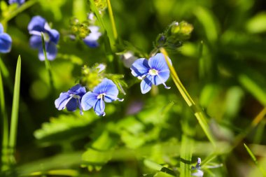 Güneşli bir çayırda büyüyen canlı bir mor kır çiçeği kümesi. Doğal bahar ya da yaz çiçekleri mevsimsel güzellikleri, kırsal manzaraları, eko temaları ve huzurlu kırsal bölgeleri resmetmek için mükemmeldir..