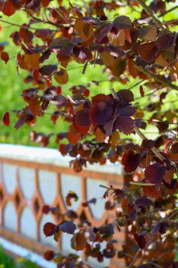 İlkbaharın başlarında çiçek açan fındık ağacı dallarının yakın çekimi. Mevsimsel geçişte Corylus Avellana 'nın doğal dokusu ve ayrıntıları. Botanik, orman hayatı ve alerji sezonu temaları için ideal..