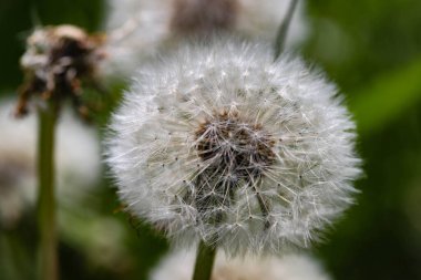 Karahindiba Tohumu Kafa Doğaya Yaklaş. Yüksek kaliteli bir fotoğraf. Doğal ortamdaki bir karahindiba tohumu kafasının yakın çekimi. Narin beyaz kabarıklık yeşil arka planla çelişiyor, kırılganlığı, geçişi ve geçiciliğin güzelliğini sembolize ediyor. İdeal