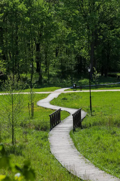 Lush Green Park 'ta Tahta Yürüyüş. Yüksek kaliteli bir fotoğraf. Uzun ağaçlar ve yoğun bitki örtüsüyle çevrili yeşil bir parkın içinden geçen ahşap bir patika. Barışçıl bahar ya da yaz manzarası açık hava eğlencesi, sürdürülebilir tasarım ve