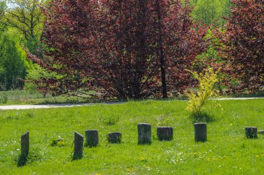 Bir bahar günü yeşil bir şehir parkına saçılmış küçük ağaç kütükleri. Sahne, sürdürülebilirlik, orman yönetimi, çevresel değişim ve doğa döngüsünü çağrıştıran doğal elementlerin ve kentsel manzaraların bir karışımını temsil ediyor. Mükemmel.