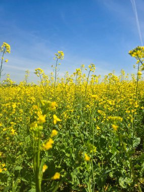 Parlak sarı bir kolza tohumu tarlasının geniş bir manzarası var. Çiçek açtığı mevsimde manzarayı kaplıyor. Tarım, doğa, ekoloji ve kırsal alanlarla ilgili projeler için mükemmel. Bu fotoğraf doğal manzaranın güzelliğini ve başarısını yansıtıyor.