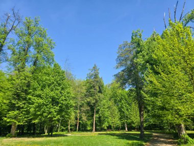 Yeşil ağaçlı, yürüyüş yollu ve bakımlı manzaralı huzurlu bir şehir parkı. Kentsel rahatlama, çevre dostu yaşam tarzları, şehir doğası ve halka açık alanlar için mükemmel bir örnektir. Görüntü sükuneti, temiz havayı taşır.