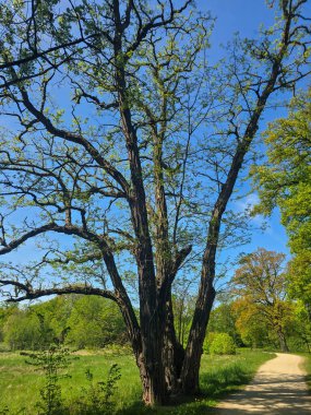 Yeşil ağaçlı, yürüyüş yollu ve bakımlı manzaralı huzurlu bir şehir parkı. Kentsel rahatlama, çevre dostu yaşam tarzları, şehir doğası ve halka açık alanlar için mükemmel bir örnektir. Görüntü sükuneti, temiz havayı taşır.
