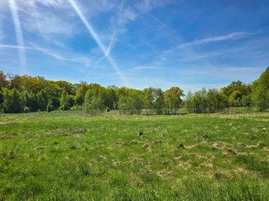 Manikürlü çimler, uzun ağaçlar ve yumuşak gün ışığı altında asfalt kaldırımların bulunduğu yemyeşil bir parkın huzurlu manzarası. Kentsel planlama, çevre tasarımı, rahatlama ve toplum refahı projeleri için idealdir. Terfi için mükemmel bir görüntü.