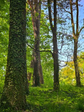 Manikürlü çimler, uzun ağaçlar ve yumuşak gün ışığı altında asfalt kaldırımların bulunduğu yemyeşil bir parkın huzurlu manzarası. Kentsel planlama, çevre tasarımı, rahatlama ve toplum refahı projeleri için idealdir. Terfi için mükemmel bir görüntü.
