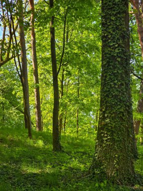 Manikürlü çimler, uzun ağaçlar ve yumuşak gün ışığı altında asfalt kaldırımların bulunduğu yemyeşil bir parkın huzurlu manzarası. Kentsel planlama, çevre tasarımı, rahatlama ve toplum refahı projeleri için idealdir. Terfi için mükemmel bir görüntü.