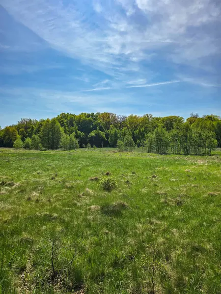 Manikürlü çimler, uzun ağaçlar ve yumuşak gün ışığı altında asfalt kaldırımların bulunduğu yemyeşil bir parkın huzurlu manzarası. Kentsel planlama, çevre tasarımı, rahatlama ve toplum refahı projeleri için idealdir. Terfi için mükemmel bir görüntü.