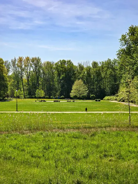 Manikürlü çimler, uzun ağaçlar ve yumuşak gün ışığı altında asfalt kaldırımların bulunduğu yemyeşil bir parkın huzurlu manzarası. Kentsel planlama, çevre tasarımı, rahatlama ve toplum refahı projeleri için idealdir. Terfi için mükemmel bir görüntü.