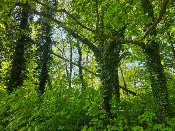 Manikürlü çimler, uzun ağaçlar ve yumuşak gün ışığı altında asfalt kaldırımların bulunduğu yemyeşil bir parkın huzurlu manzarası. Kentsel planlama, çevre tasarımı, rahatlama ve toplum refahı projeleri için idealdir. Terfi için mükemmel bir görüntü.