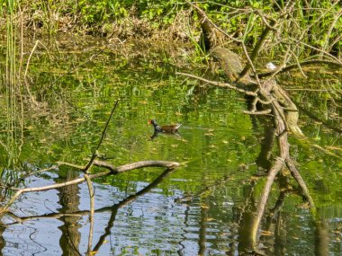 Doğal ortamda yüzen vahşi ördeklerin olduğu sakin bir göl manzarası. Vahşi yaşam, doğa koruma, eko turizm ve açık hava rahatlama projeleri için ideal. Görüntü sükuneti, doğal güzelliği ve uyumu yakalar.