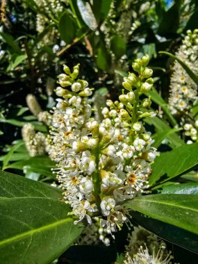 Ilık güneş ışığı altında çiçek açan ağaçlarla dolu canlı bir bahar manzarası. Doğa, mevsimler, ekoloji, bahçıvanlık ve yenilenmeyle ilgili konular için mükemmel. Bu görüntü ilkbaharın tazeliğini, güzelliğini ve canlandırıcı ruhunu yakalar.