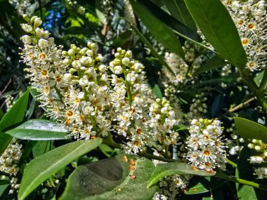 Ilık güneş ışığı altında çiçek açan ağaçlarla dolu canlı bir bahar manzarası. Doğa, mevsimler, ekoloji, bahçıvanlık ve yenilenmeyle ilgili konular için mükemmel. Bu görüntü ilkbaharın tazeliğini, güzelliğini ve canlandırıcı ruhunu yakalar.