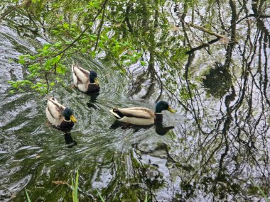 Sakin bir göl ya da göletin yüzeyinde yüzen ördeklerin olduğu sakin bir doğa sahnesi. Bu barışçıl vahşi yaşam imajı doğa, hayvanlar, kuş gözlemleri, sulak arazi ekosistemleri ve açık hava sükuneti konuları için mükemmeldir. İki reklam için de ideal.