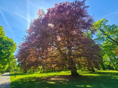 Ilık güneş ışığı altında çiçek açan ağaçlarla dolu canlı bir bahar manzarası. Doğa, mevsimler, ekoloji, bahçıvanlık ve yenilenmeyle ilgili konular için mükemmel. Bu görüntü ilkbaharın tazeliğini, güzelliğini ve canlandırıcı ruhunu yakalar.