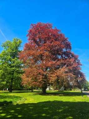 Ilık güneş ışığı altında çiçek açan ağaçlarla dolu canlı bir bahar manzarası. Doğa, mevsimler, ekoloji, bahçıvanlık ve yenilenmeyle ilgili konular için mükemmel. Bu görüntü ilkbaharın tazeliğini, güzelliğini ve canlandırıcı ruhunu yakalar.