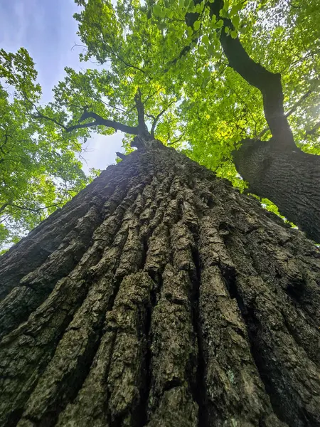 Kaba ağaç kabuğunun yakın plan görüntüsü odunun doğal dokusunu ve desenini gösteriyor. Bu detaylı doğa arka planı ormancılık, doğal malzemeler, dokular, biyoloji, çevre koruma ve açık hava tasarımı ile ilgili konular için idealdir.