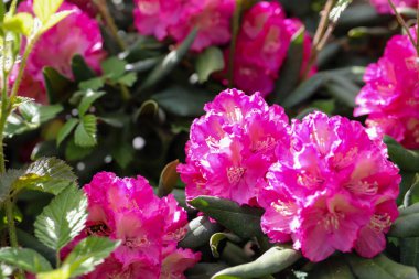 Yeşilliklerle çevrili bir botanik bahçesinde canlı çiçekler. Bahar temaları, bahçıvanlık, çiçekçilik, doğa ve manzara tasarımı için ideal.