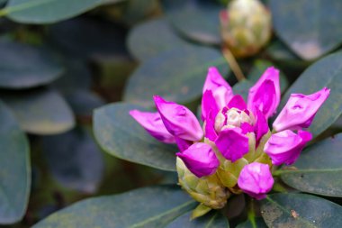 Botanik bahçesinde güneş ışığı altında açan çeşitli renkli çiçekler. Eko, botanik, mevsimlik ve peyzaj temaları için harika.