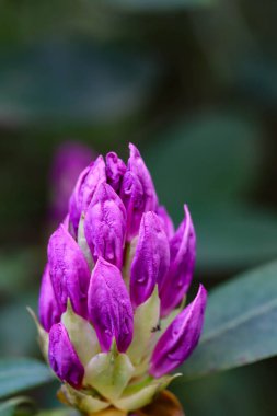 Botanik bahçesinde güneş ışığı altında açan çeşitli renkli çiçekler. Eko, botanik, mevsimlik ve peyzaj temaları için harika.