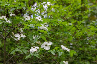 Botanik bahçesinde güneş ışığı altında açan çeşitli renkli çiçekler. Eko, botanik, mevsimlik ve peyzaj temaları için harika.
